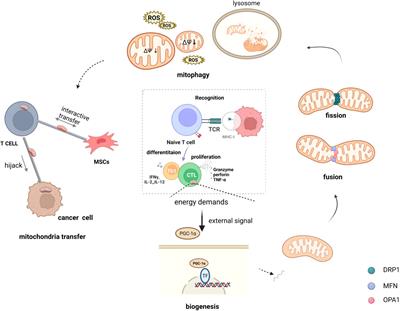 Targeting mitochondrial quality control of T cells: Regulating the immune response in HCC